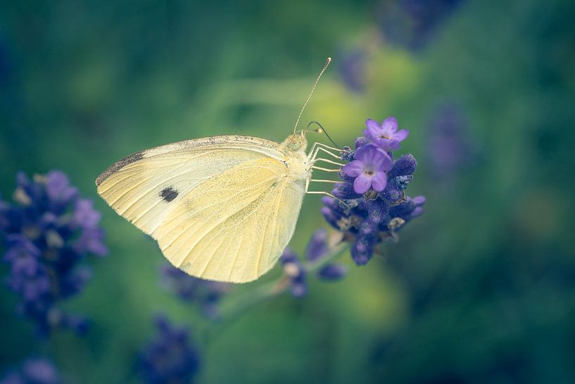 Kleine kool wit op lavendel van Steffen Peters