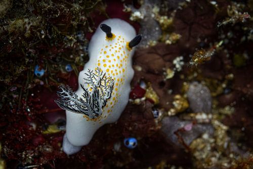 Sea snail @ Komodo, Indonesia
