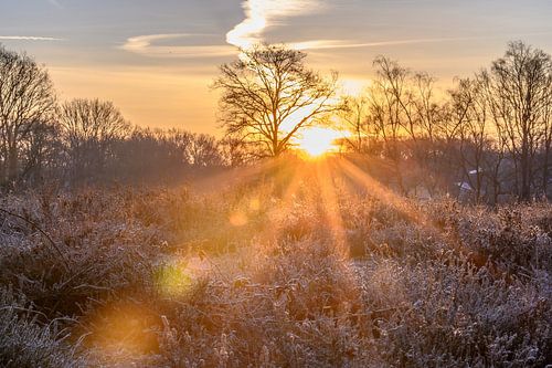sunbeams over the heath