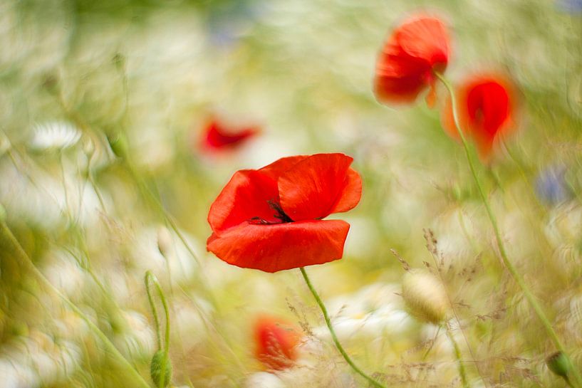 Poppy in the wind von René Kempes