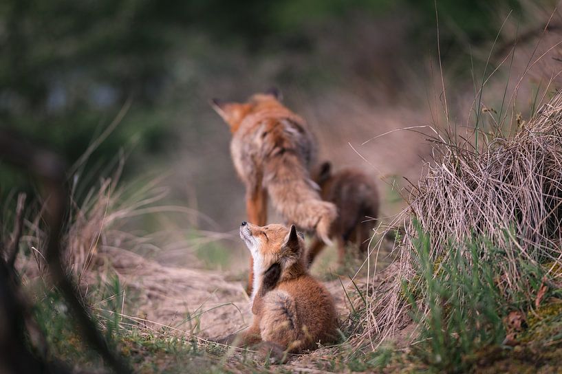 Jungfuchs kratzt sich am Ohr von Jolanda Aalbers