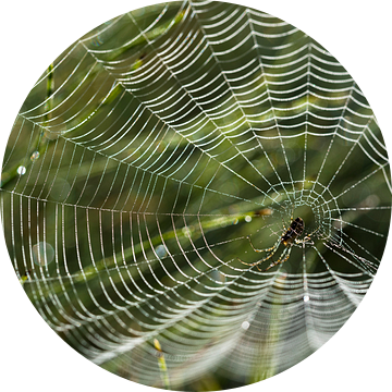 spinnenweb met dauwdruppels op een weiland in het ochtend achterlicht, tuinkruisspin (Araneus diadem van Maren Winter
