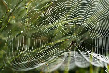 spinnenweb met dauwdruppels op een weiland in het ochtend achterlicht, tuinkruisspin (Araneus diadem van Maren Winter