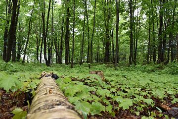 A sugar bush in summer by Claude Laprise