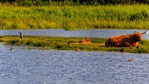 Dieren in de duinen in Den Helder