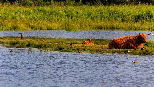 Dieren in de duinen in Den Helder