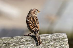 Just a sparrow