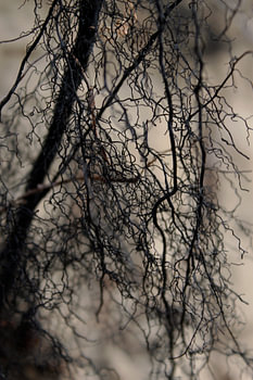 Natur abstrakte