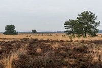 Warme Herbstfarben auf der Veluwe