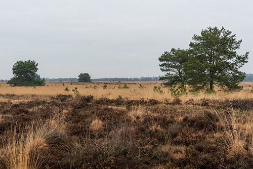 Warme herfst kleuren op de veluwe
