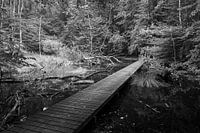 A bridge in the Waterloo forest.