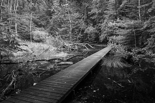 Eine Brücke im Wald von Waterloo.
