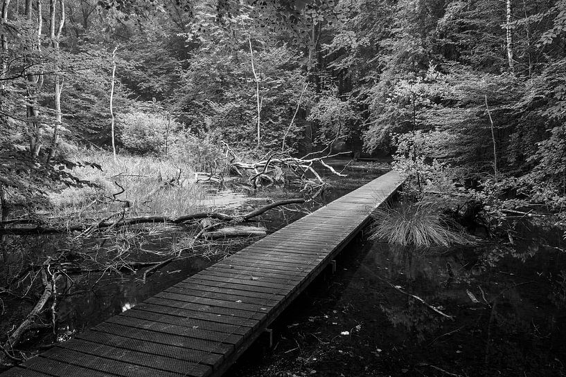 Een brug in het waterloopbos. van Rijk van de Kaa