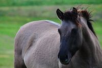 paarden