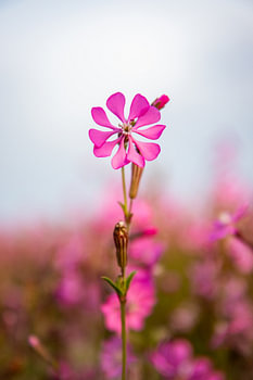Silene colorata