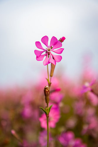 Silene colorata