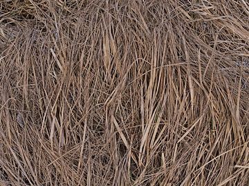 Trockenes Gras von Timon Schneider