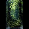 Une forêt verte dans une bouteille en verre sur TheXclusive Art