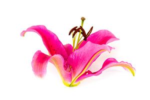 Rosa Lilienblume lokalisiert auf weißem Hintergrund