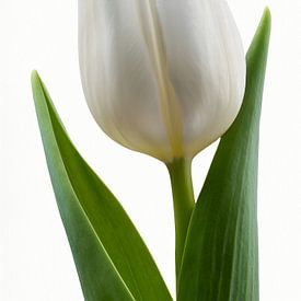 Tulip partie III - 2026 sur Andreas Wemmje