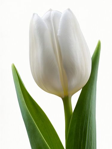 Tulip deel III - 2026