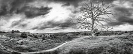Panorama Posbank Veluwe