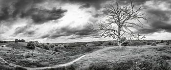 Panorama Posbank Veluwe