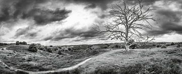 Panorama Posbank Veluwe