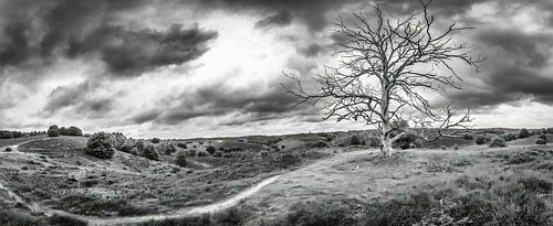 Panorama Posbank Veluwe