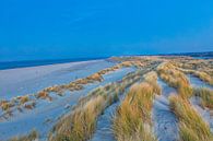 Helmgras in de Duinen van Texel. Eierland van Kevin Baarda thumbnail