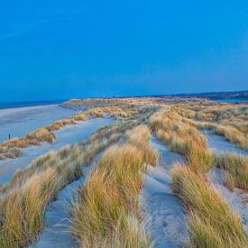 Marram grass in the Dunes of Texel. Eierland by Kevin Baarda