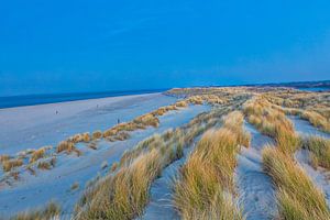 Strandhafer in den Dünen von Texel Eierland von Kevin Baarda