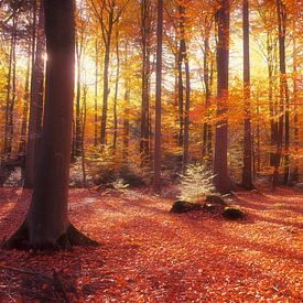 Sunrise in the Scandinavian forest by FRESH Fine Art