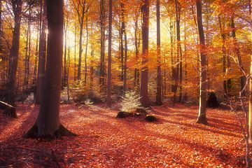 Sonnenaufgang im Skandinavischen Wald von FRESH Fine Art