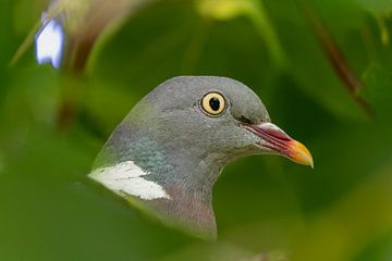 Pigeon ramier caché dans les feuilles du tilleul sur Jeroen van Deel