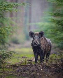 Wild boar in the Veluwe