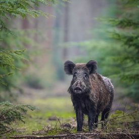 Wildschweine in der Veluwe von Tom Zwerver