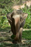 Olifant eet bananenblad