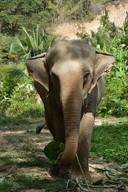 Elephant eats banana leaf by My Footprints