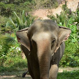 L'éléphant mange une feuille de banane sur My Footprints