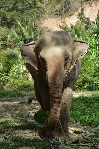 Elefant frisst Bananenblatt von My Footprints