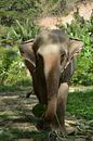 Elephant eats banana leaf by My Footprints thumbnail