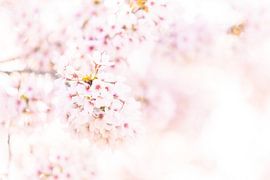 Une fleur délicate dans la lumière printanière sur Miranda Geerts Art