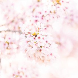 Une fleur délicate dans la lumière printanière sur Miranda Geerts Art