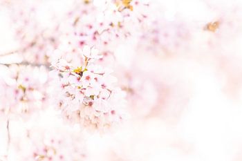 Delicate blossoms in the spring light