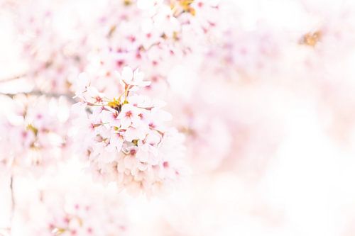 Zarte Blüten im Frühlingslicht