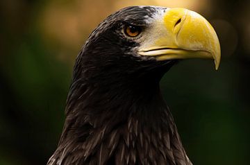 Adler horst von Larsphotografie