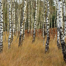 birch forest by Willie Jan Bons