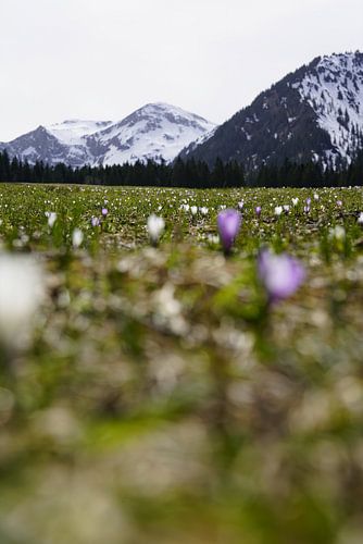 De Vilsalpsee in het Tannheimer Tal met spiegelend water en een alpenberglandschap op de achtergrond.