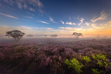 Bloeiende heide landschap